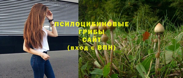 шишки Дмитриев